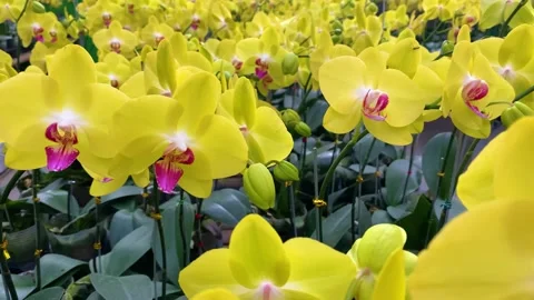 Orchid flower Stock Footage 225558770
