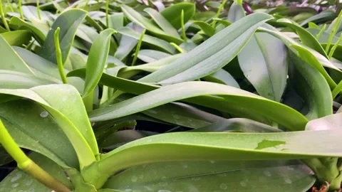 Orchid flower Stock Footage 225560325