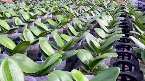 Orchid flower Stock Footage 225560576