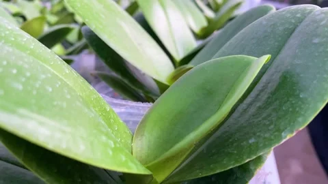 Orchid flower Stock Footage 225560639