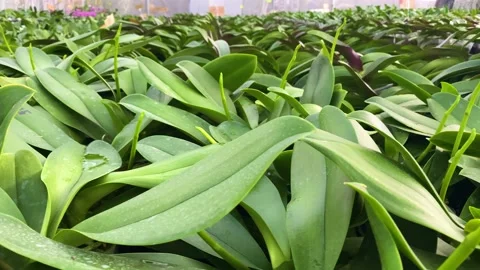 Orchid flower Stock Footage 225560948