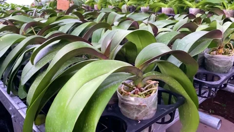 Orchid flower Stock Footage 225562867