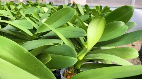 Orchid flower Stock Footage 225562880