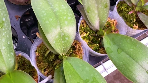 Orchid flower Stock Footage 225562923