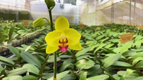 Orchid flower Stock Footage 225564947
