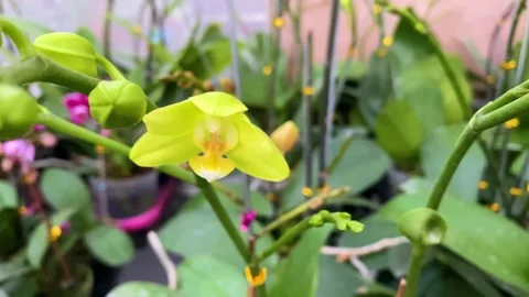 Orchid flower Stock Footage 225565092