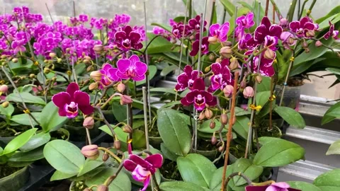 Orchid flower Stock Footage 225565515