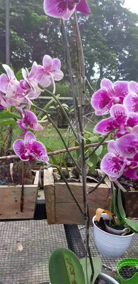 Orchid flower Stock Footage 242976508