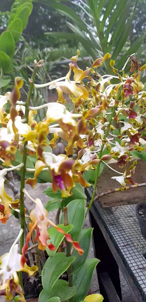 Orchid flower Stock Footage 242976509
