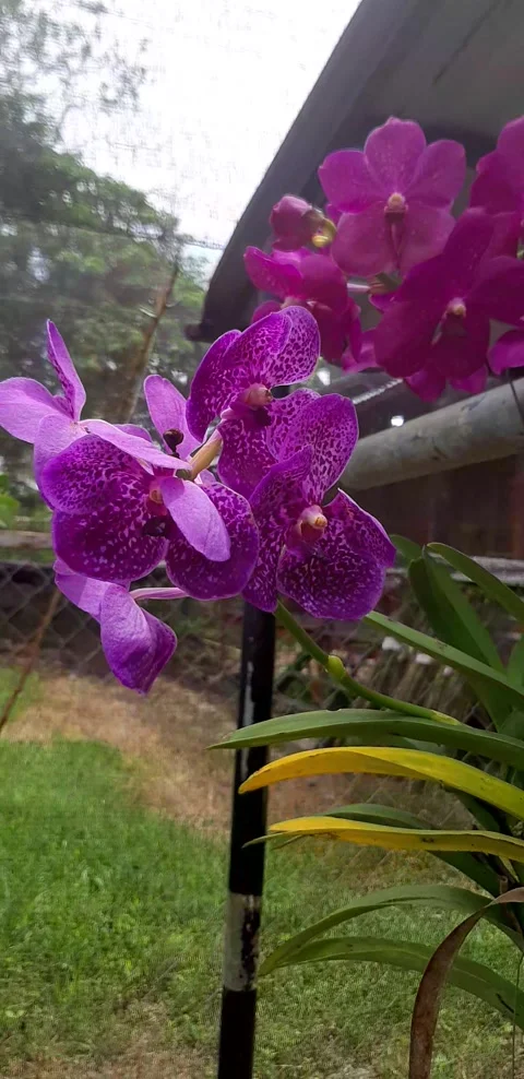 Orchid flower Stock Footage 242976593