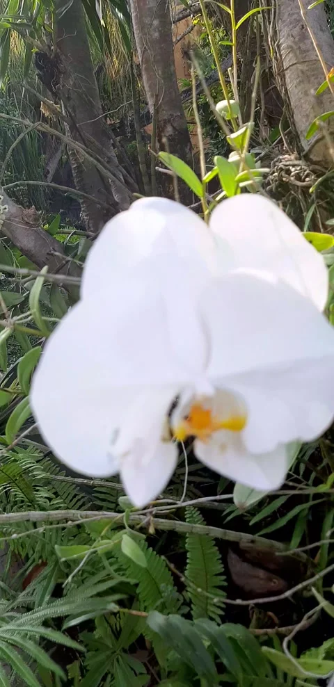 Orchid flower Stock Footage 243777592