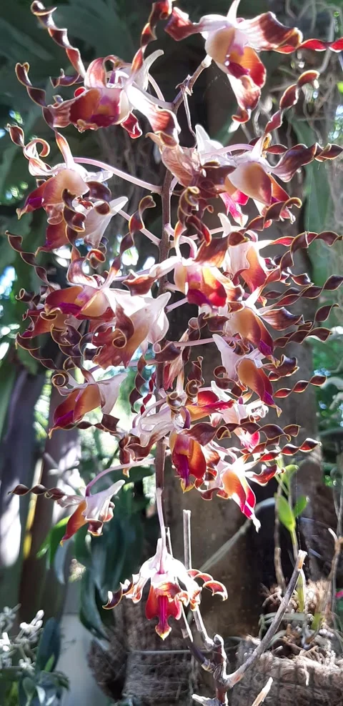 Orchid flower Stock Footage 243777625