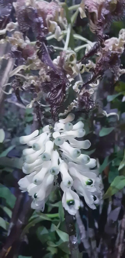 Orchid flower Stock Footage 243777683