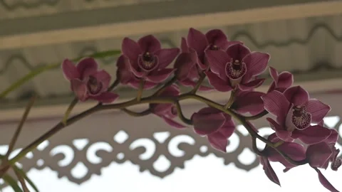 Orchid flower Stock Footage 281427122