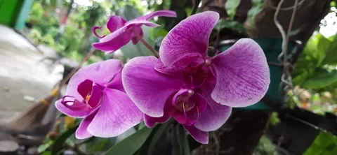 Orchid flower Stock Footage 291944867