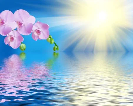 Orchid flower Stock Illustration