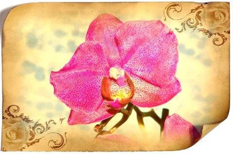 Orchid flower Stock Illustration