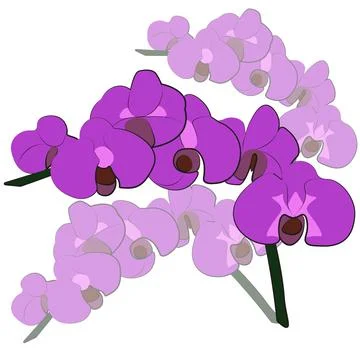 Orchid flower Stock Illustration