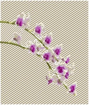 Orchid flower Stock Illustration