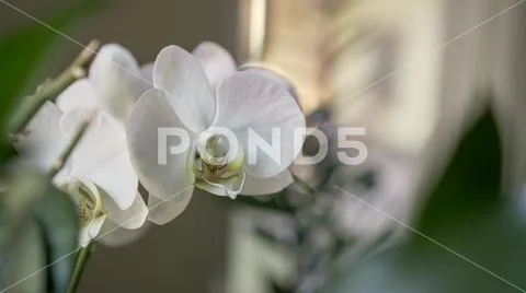 Orchid flower indoors at winter or spring day Stock Photos