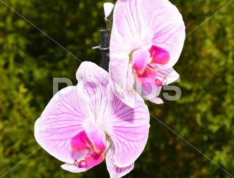 Orchid flower (Lat. Orchidaceae) or Phalaenopsis (Lat. Phalaenopsis ...