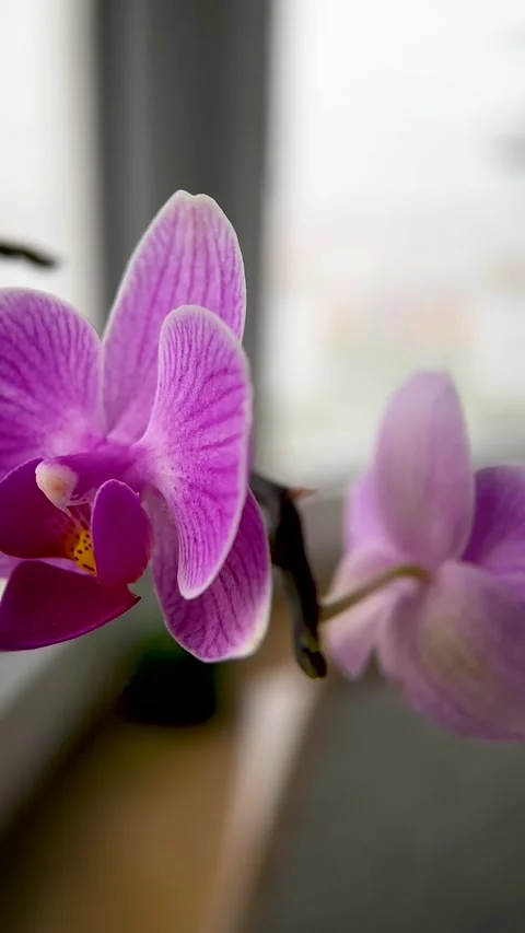 Orchid Flower Macro View with Petal Texture Stock Footage 321348155