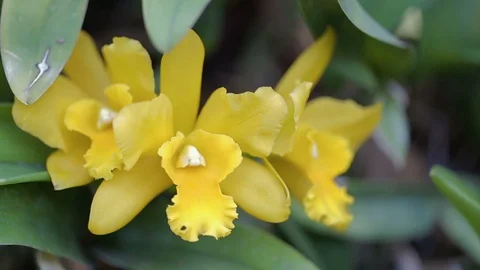 Orchid flower in orchid garden at winter or spring day. 스톡 동영상 100571853