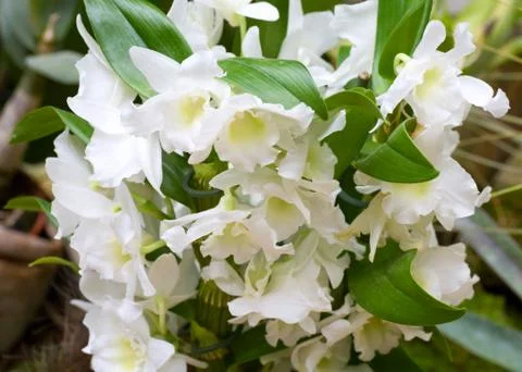 Orchid flower Stock Photos
