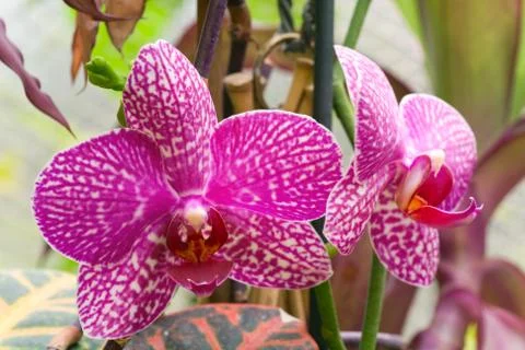 Orchid flower Stock Photos