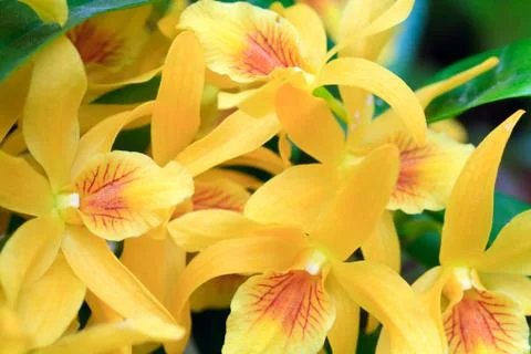 Orchid flower Stock Photos