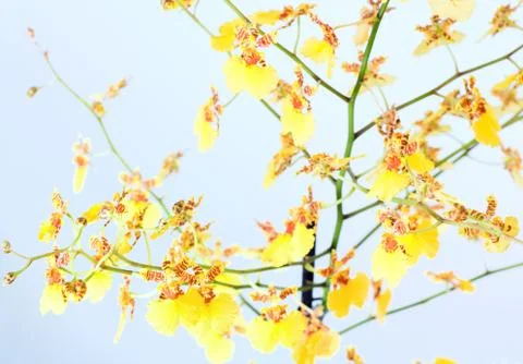 Orchid flower Stock Photos