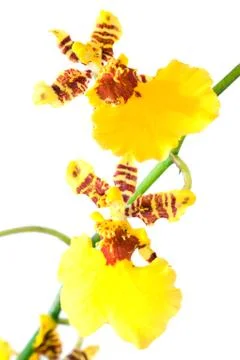 Orchid flower Stock Photos