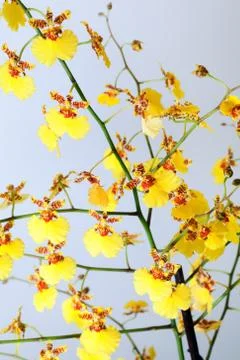 Orchid flower Stock Photos