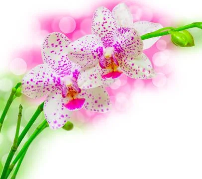 Orchid flower Stock Photos