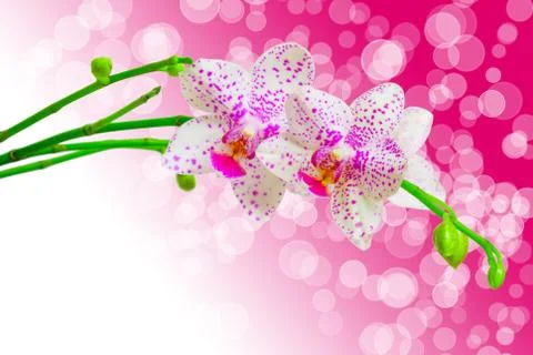 Orchid flower Stock Photos
