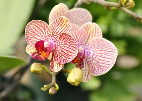 Orchid flower Stock Photos
