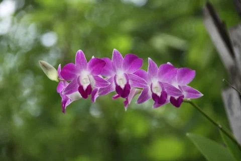 Orchid flower Stock Photos