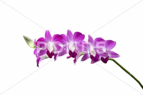 Orchid flower Stock Photos