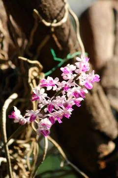 Orchid flower Stock Photos