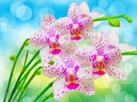 Orchid flower Stock Photos