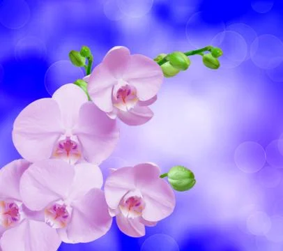 Orchid flower Stock Photos