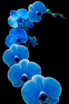 Orchid flower Stock Photos