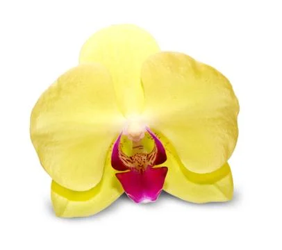 Orchid flower Stock Photos