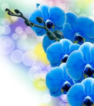 Orchid flower Stock Photos