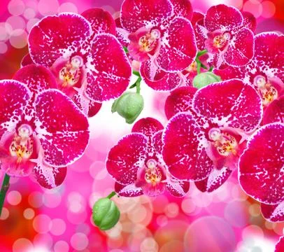 Orchid flower Stock Photos