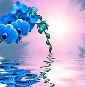 Orchid flower Stock Photos