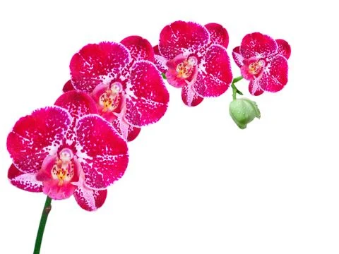 Orchid flower Stock Photos
