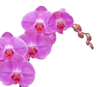 Orchid flower Stock Photos