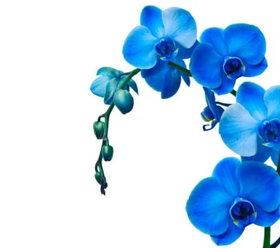 Orchid flower Stock Photos