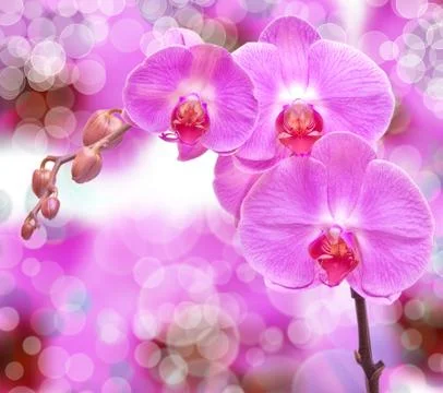 Orchid flower Stock Photos